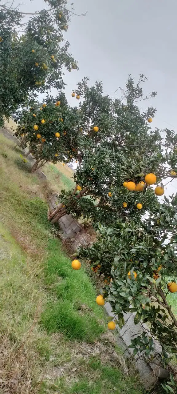 زمین مسکونی فروشی