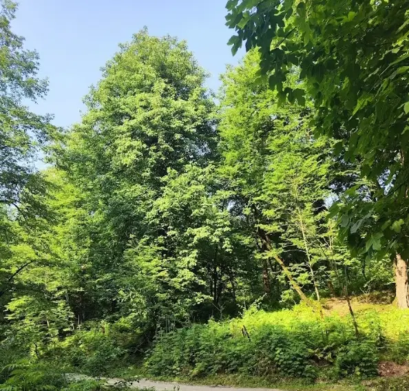 فروش زمین برای شهرک و مجتمع با ویو دریا و جنگل