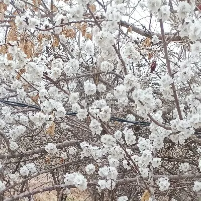 زمین باغ