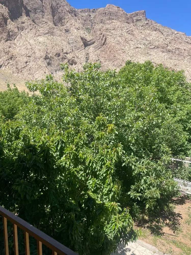 زمین طرح هادی