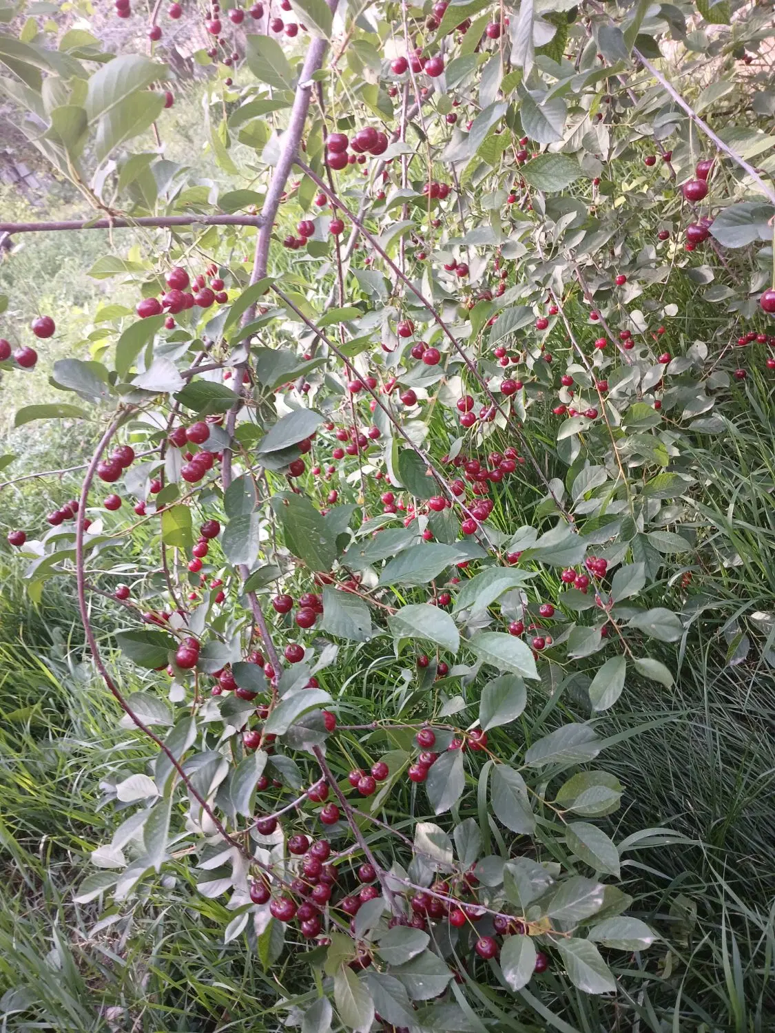 باغ روستای عارفی