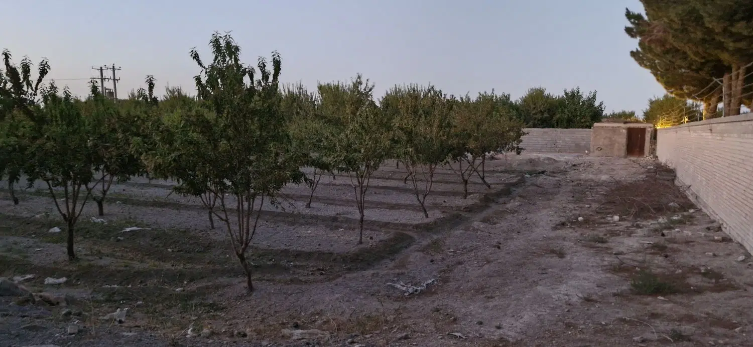 زمین با درخت ده ساله
