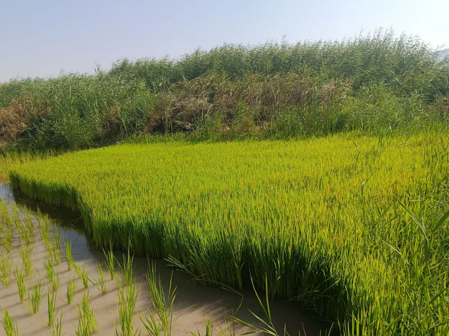 کشاورزی
