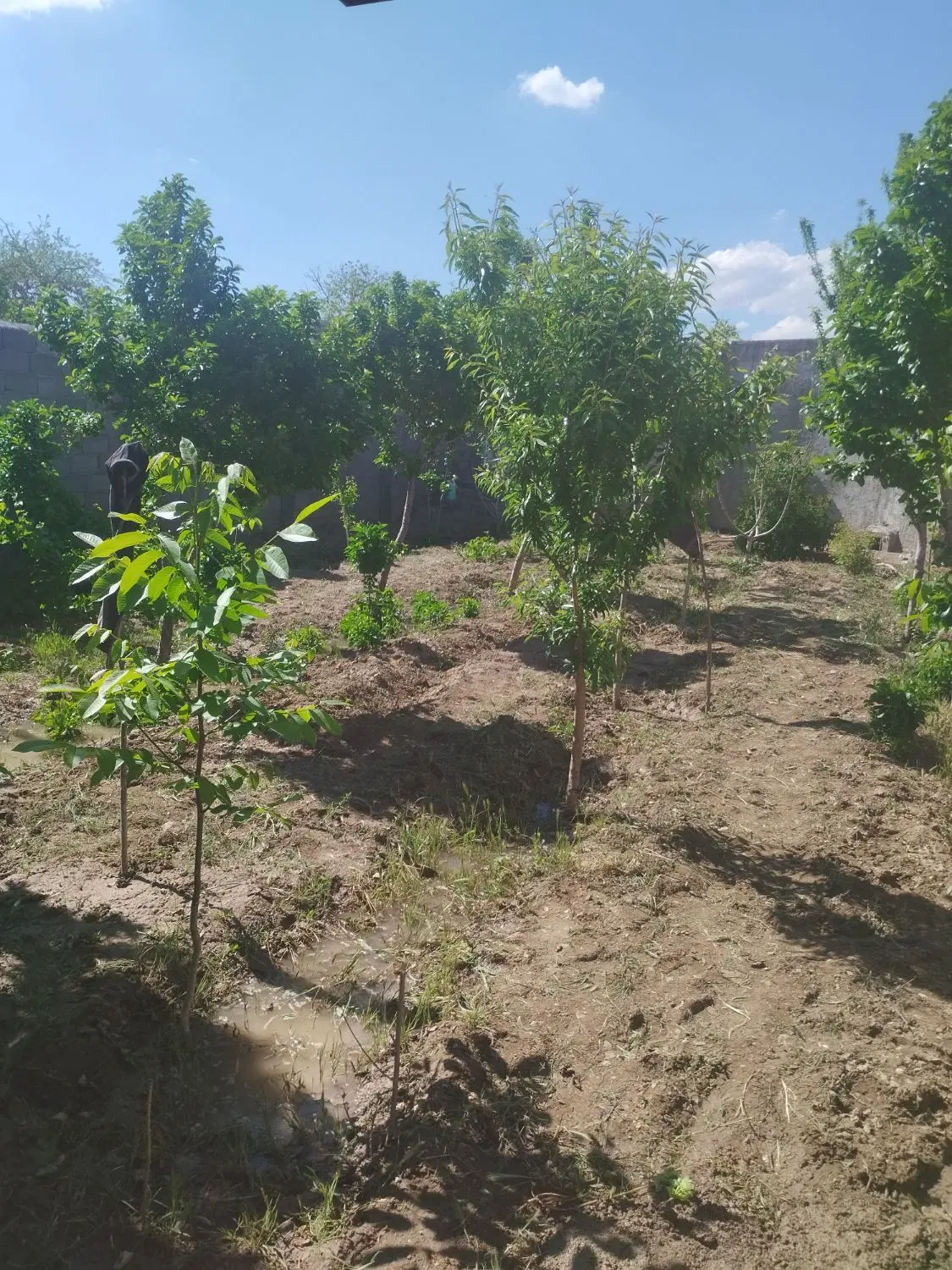 باغچه در طینوج
