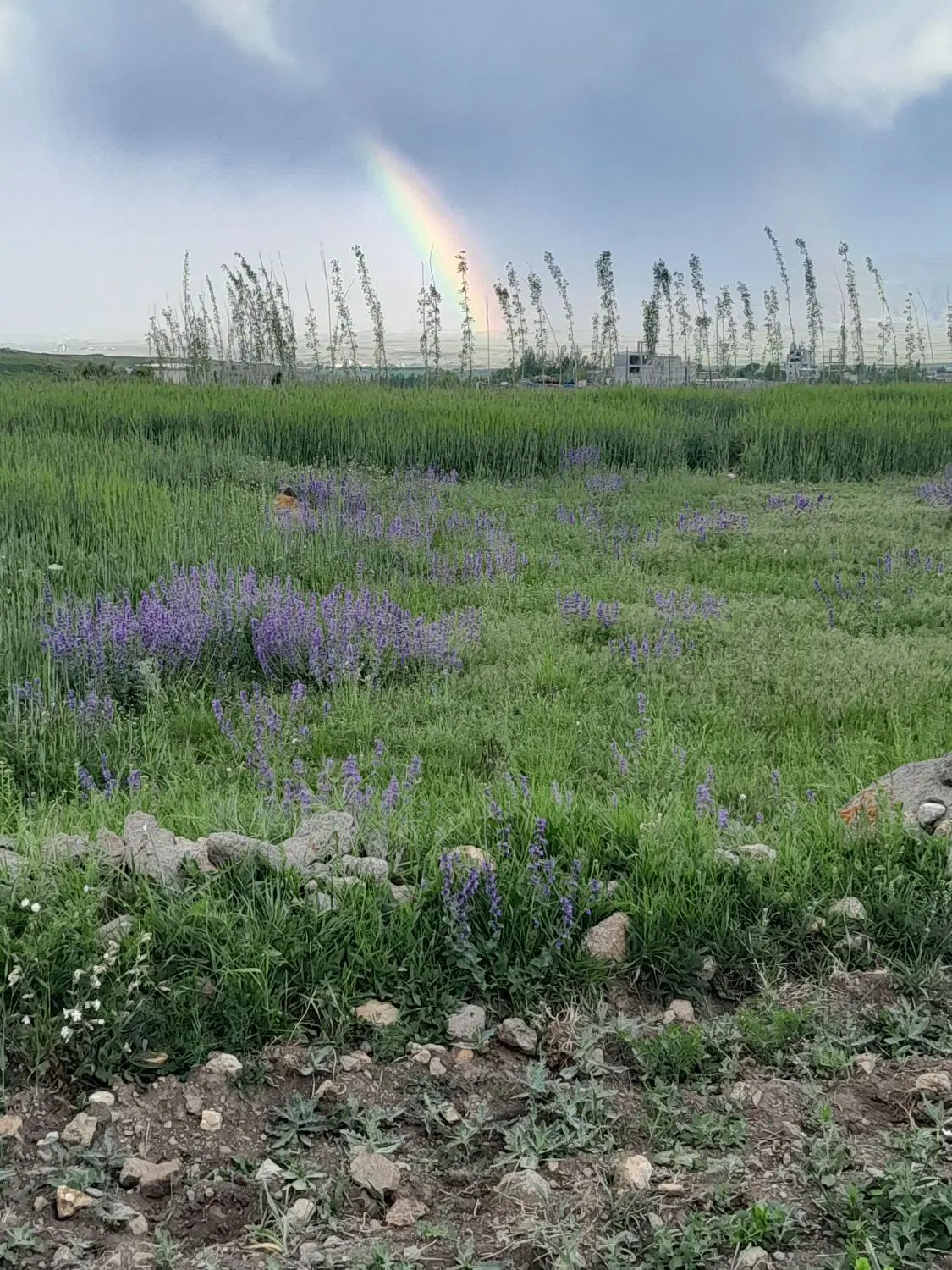 زمین درروستای ورگه سران