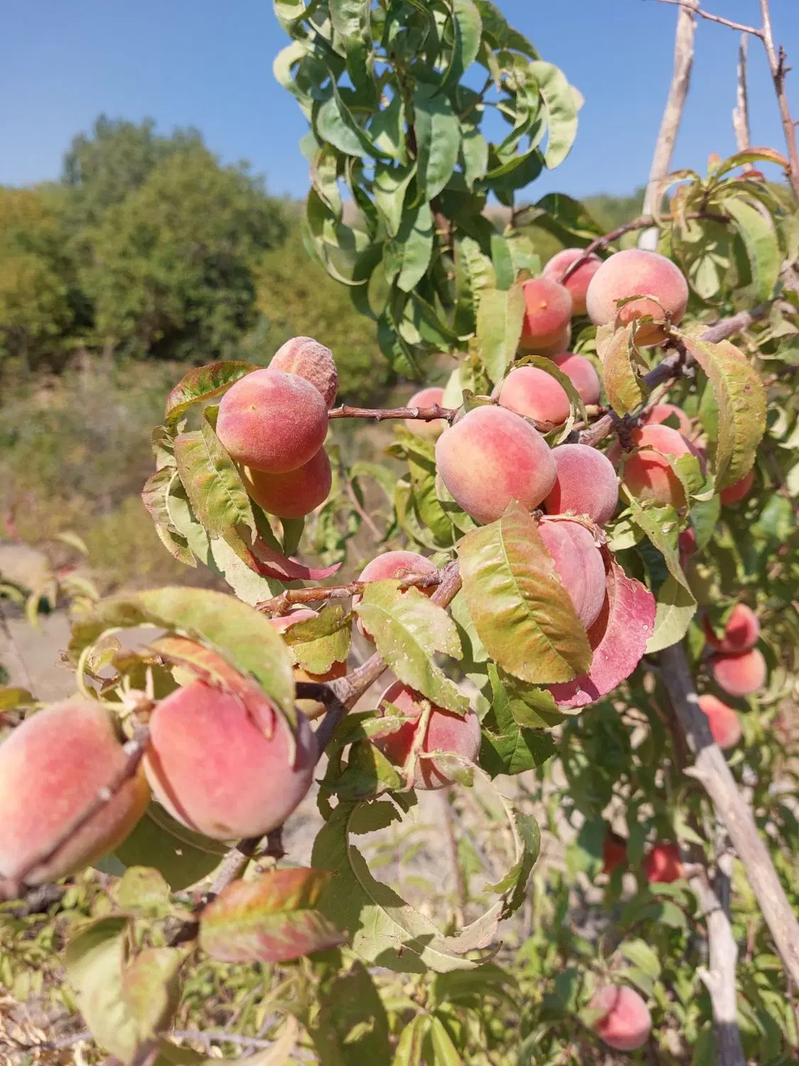 باغ میوه و انگور