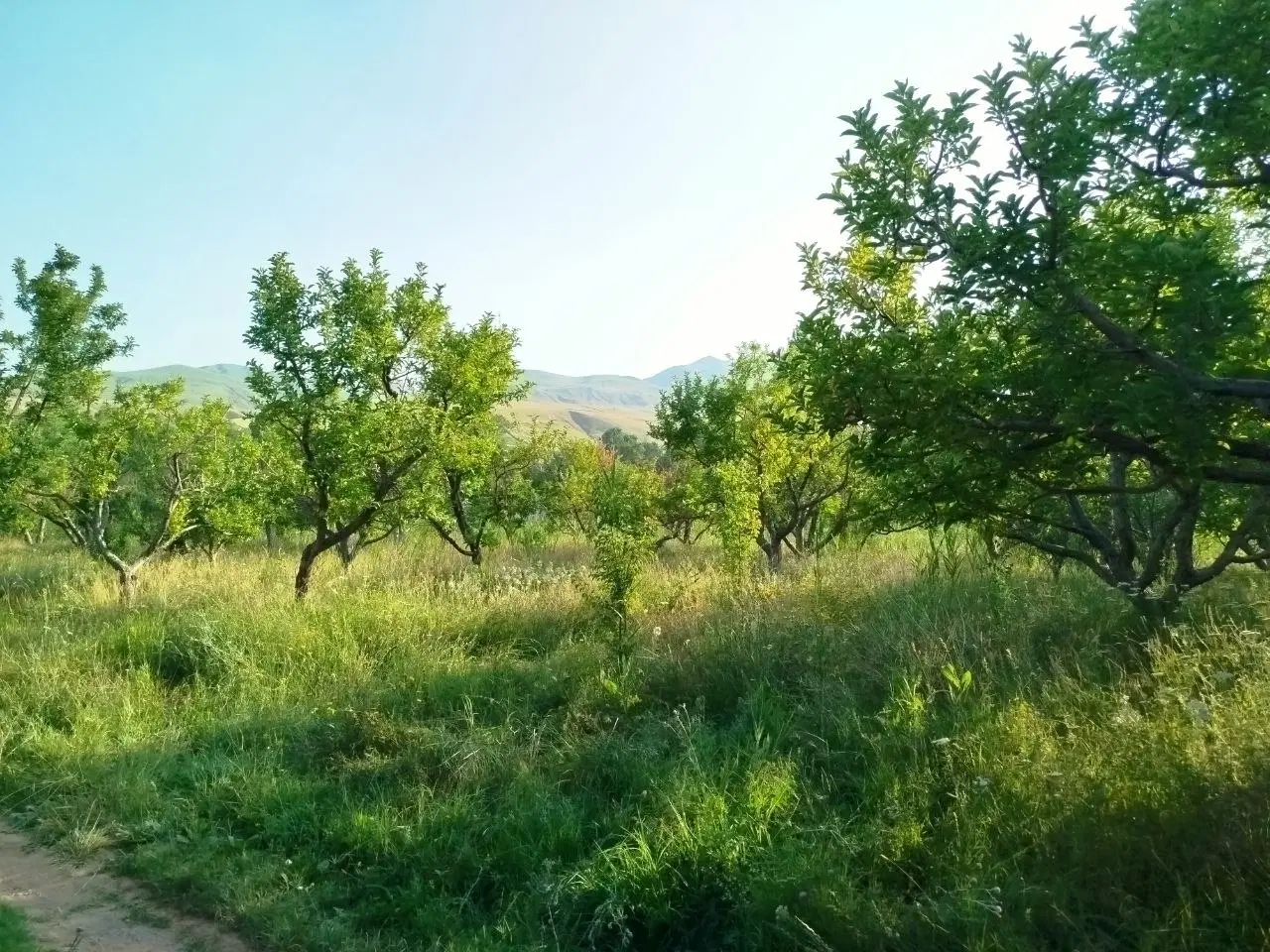 باغ سیب روستای یام