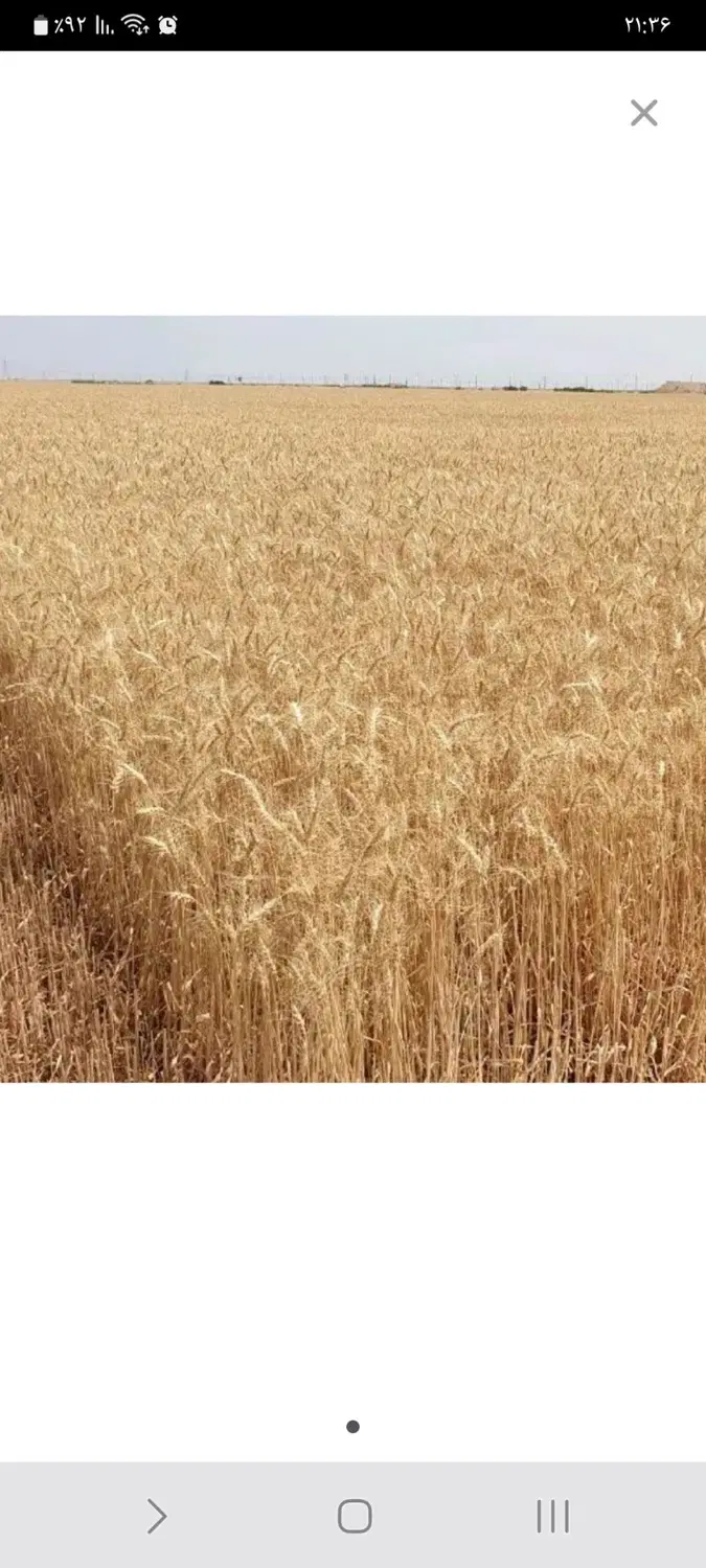 زمین زراعی