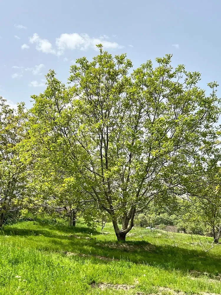 زمین