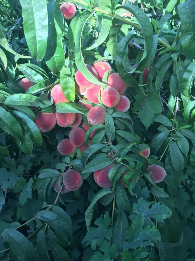 زمین کاسبی.کردان.تهراندشت.سعیدآباد