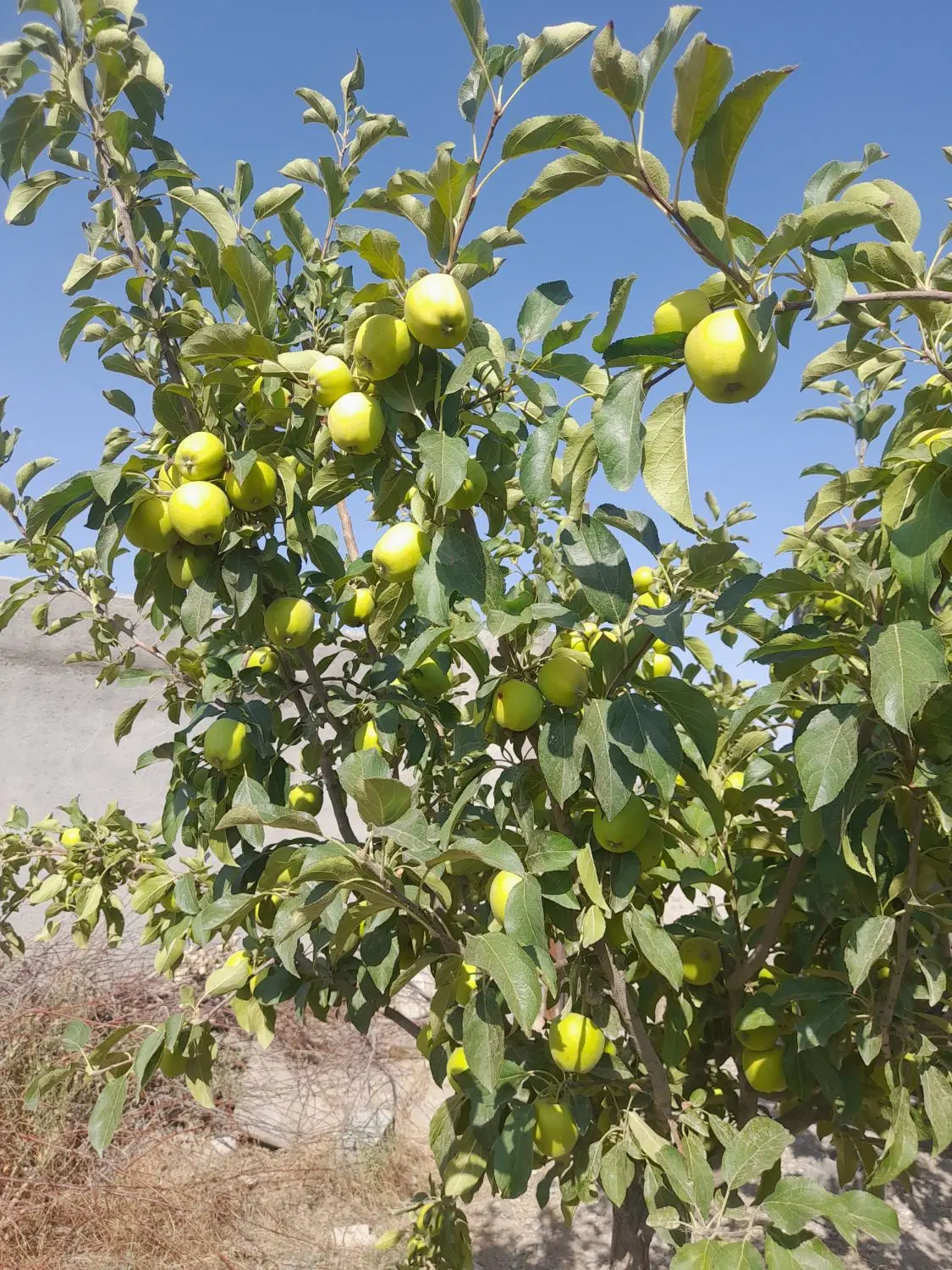 باغ۵۰۰متری