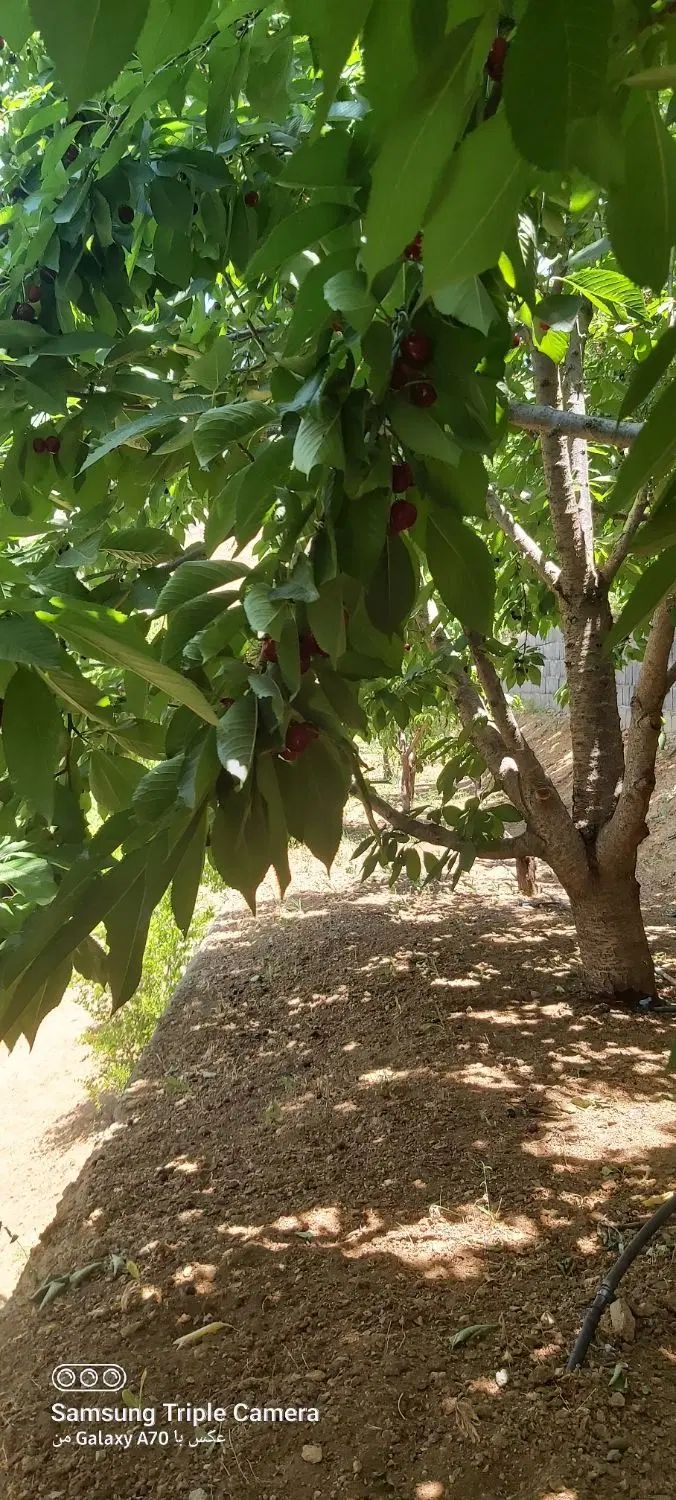 باغ ویلا
