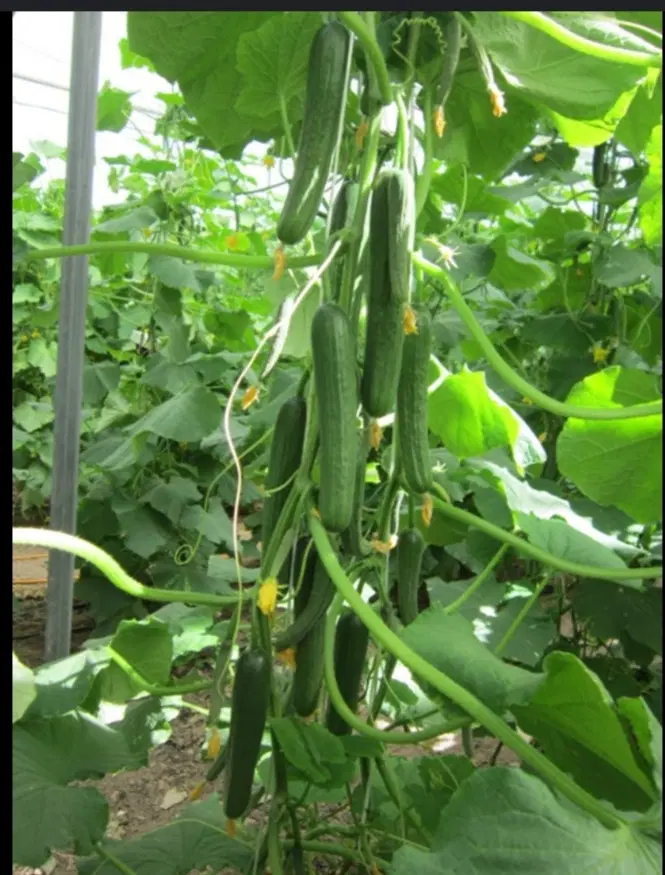 هفت دهنه گلخونه درروستای چکری اجاره داده میشود