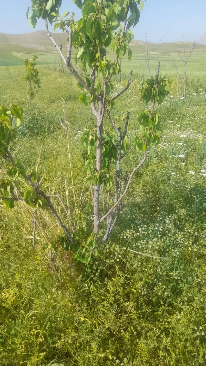 باغ زمین نزدیک شهر