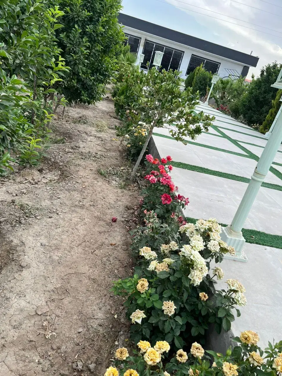 باغ ۱۰۰۰ متری لاکچری درخت میوه