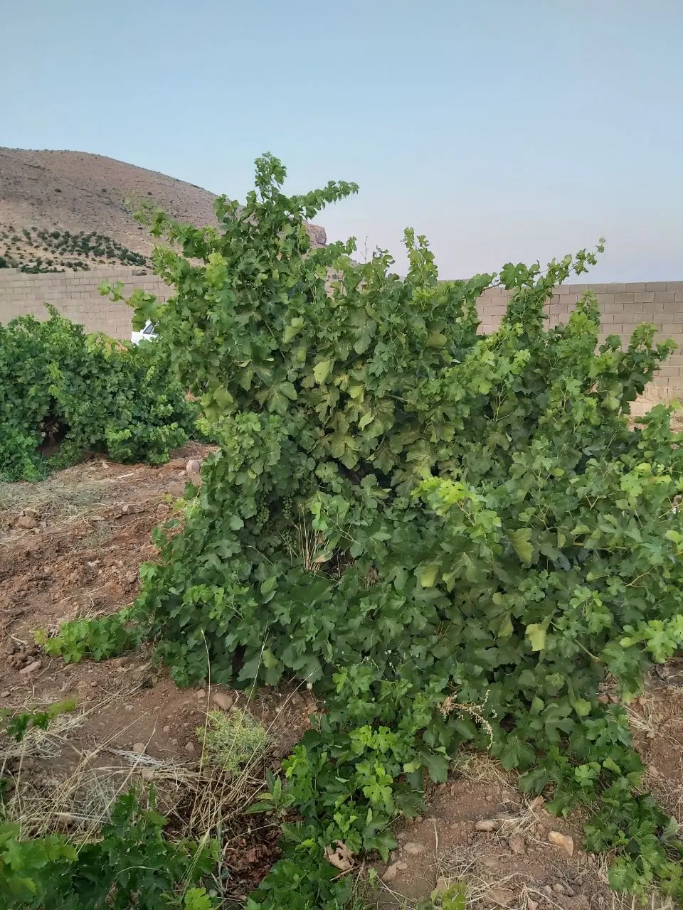 ۹۶۰ متر زمین خوش‌آب‌وهوا  دره پلنگی کلستان شیراز