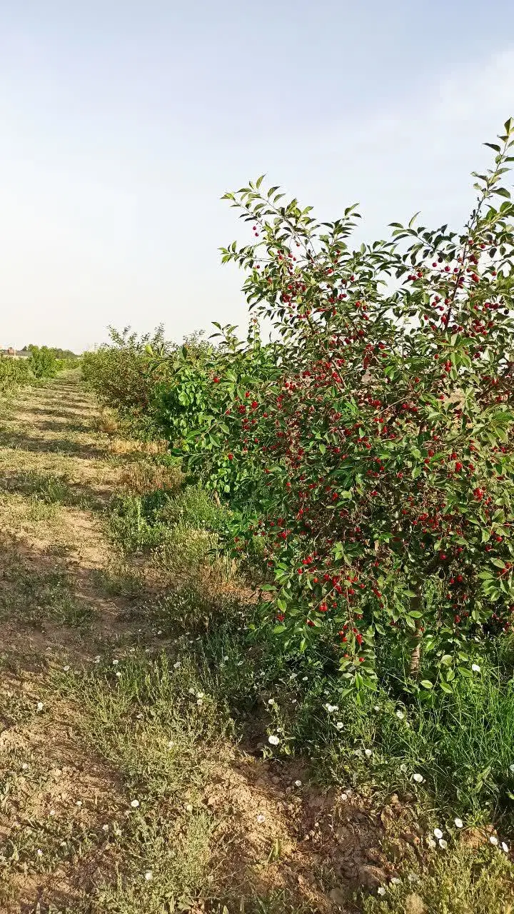 باغ و زمین دو نبش بحر خیابان تنکمان سندتکبرگ