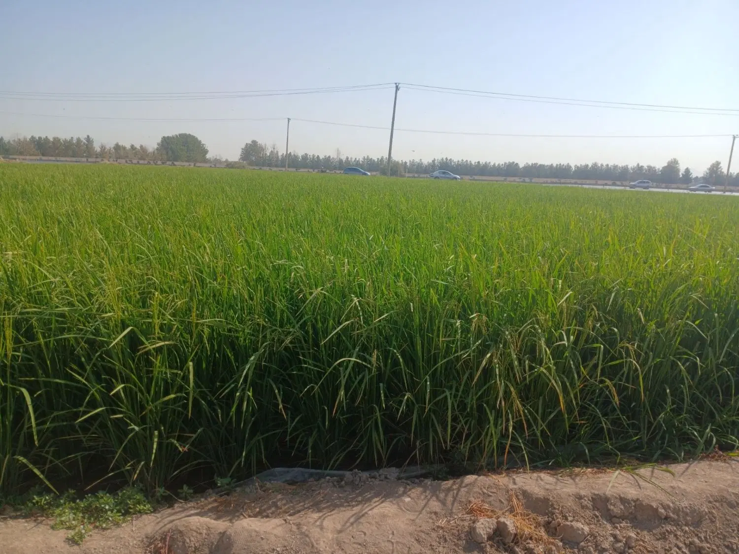 فروش زمین کشاورزی لب به اتوبان