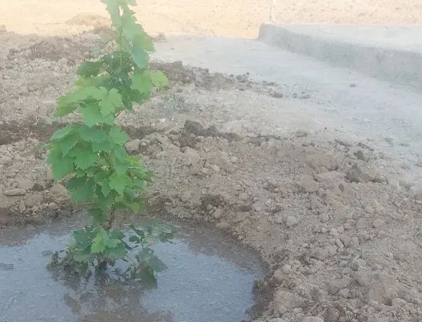 بین فیلستان و محمود اباد