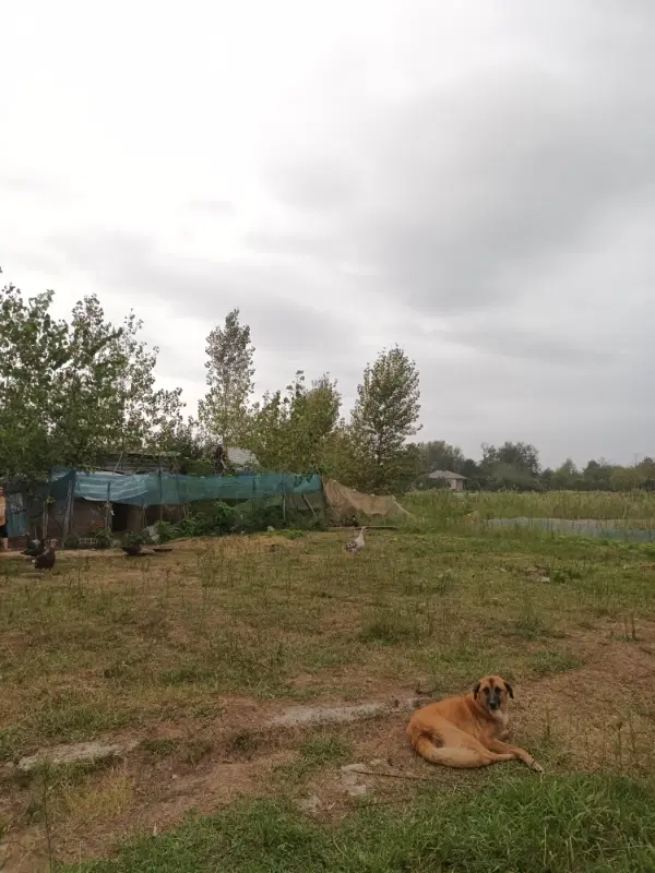 فروش زمین مسکونی درسنگرروستای جوبنه
