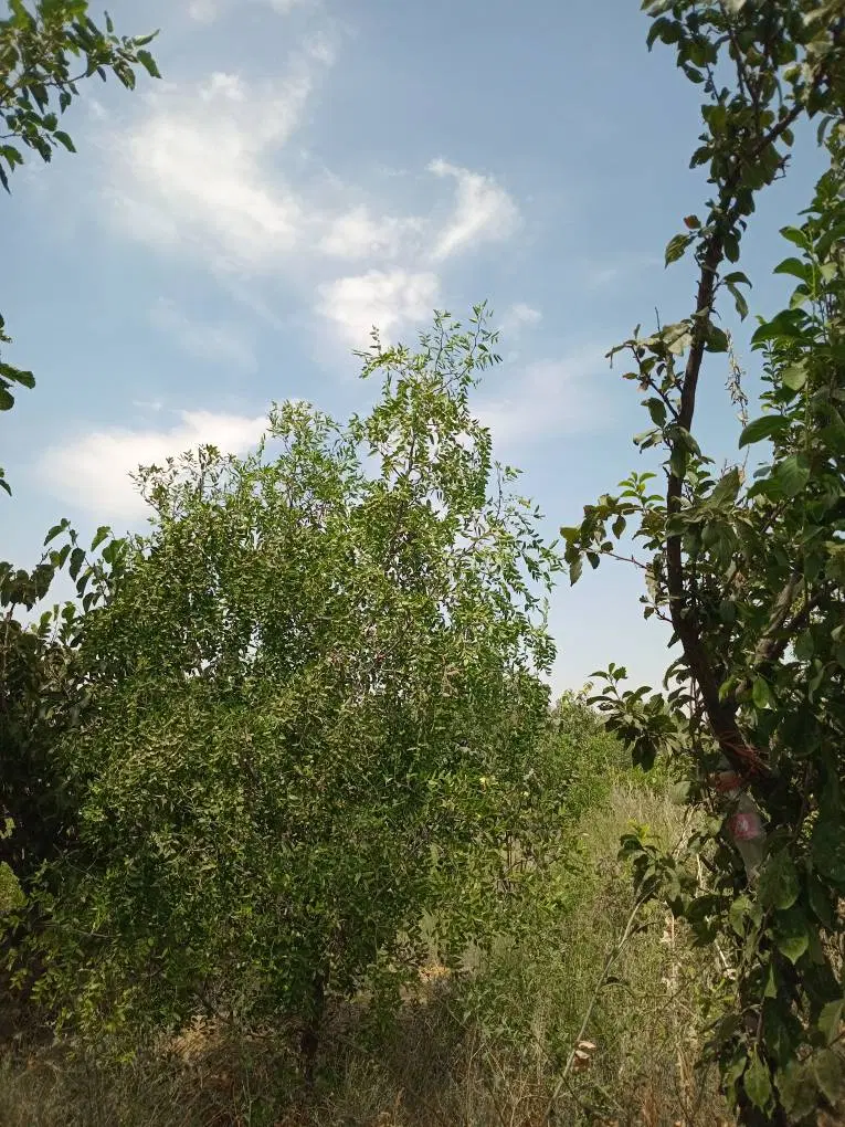 باغ میوه در منطقه خوش  آب و هوا