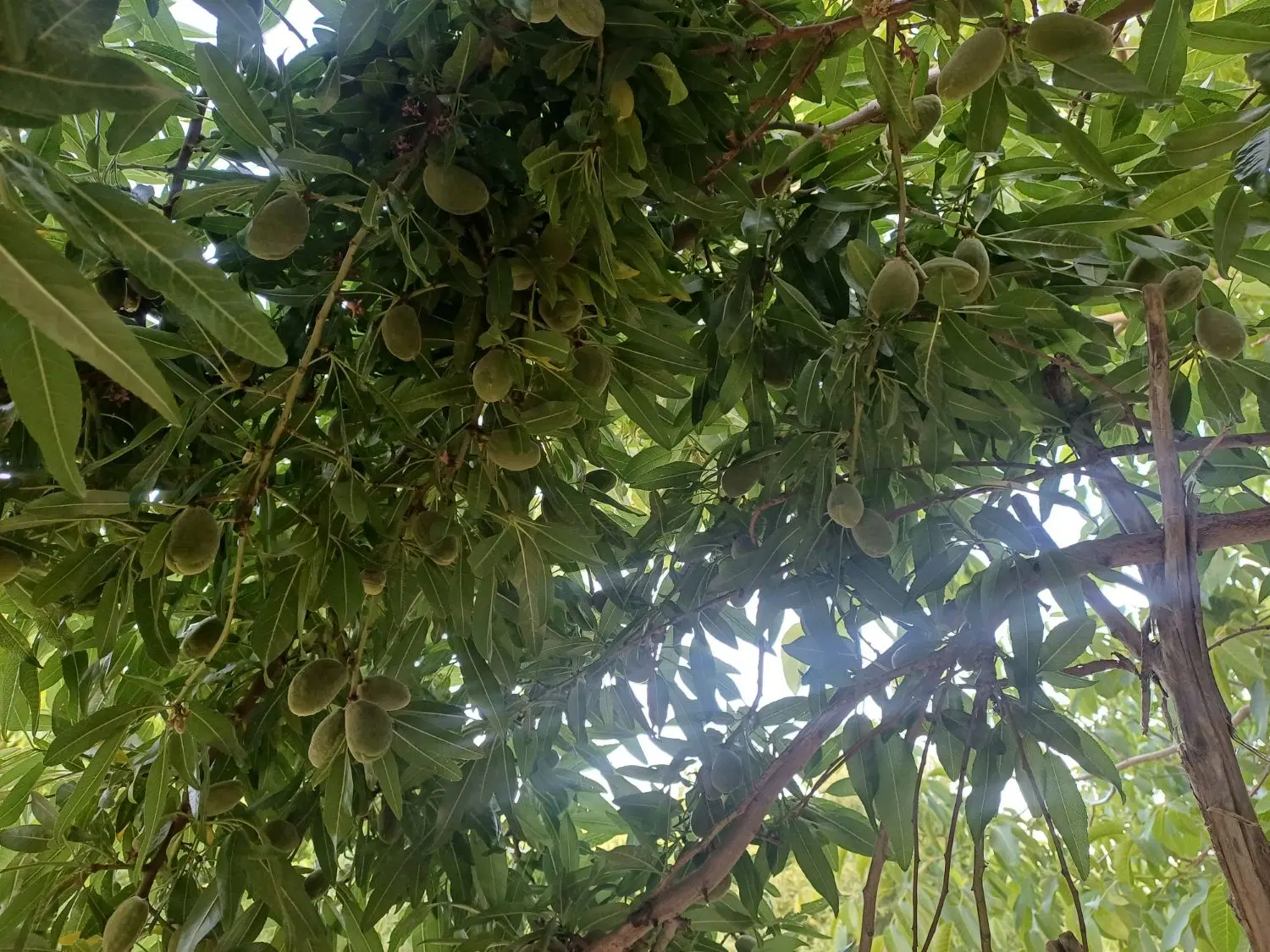 باغ کشاورزی باسند تک برگ