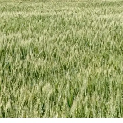زمین کشاورزی دیم