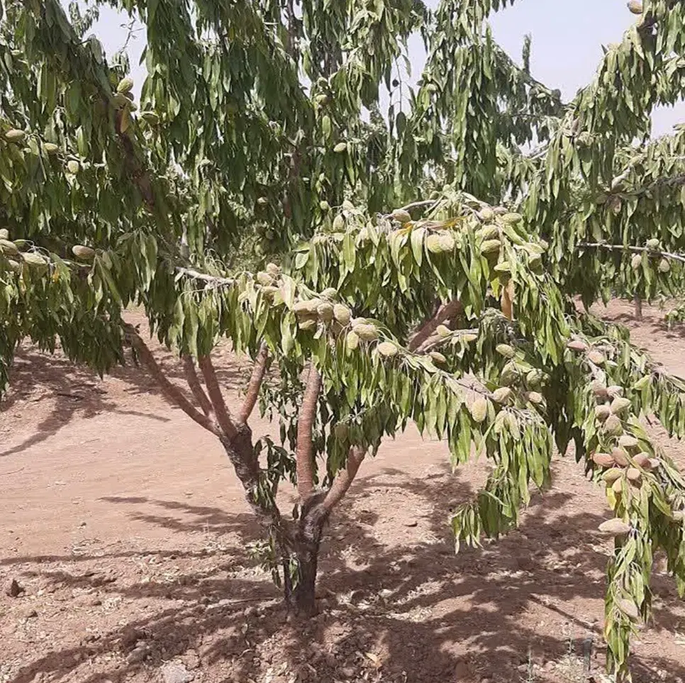 طرح بادامستان ۴ هزارمتری سامان