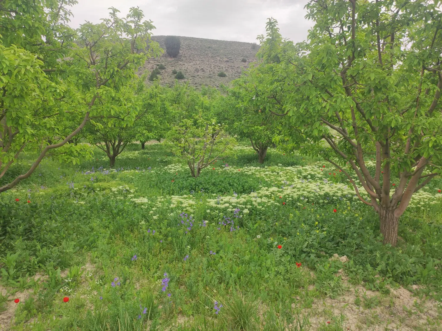 باغ بسیار زیبا در جاده سلامت سند تک برگ