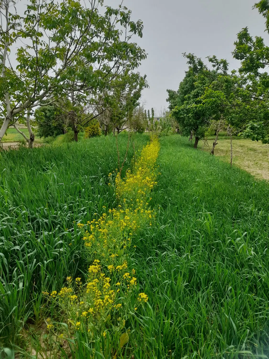 اجاره ۱۰۰متر زمین تجاری