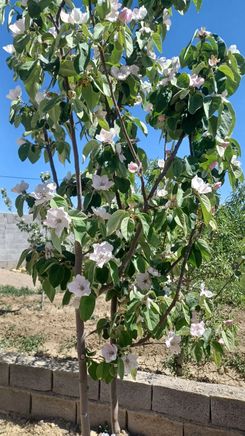 زمین ۲۷۰۰ متر