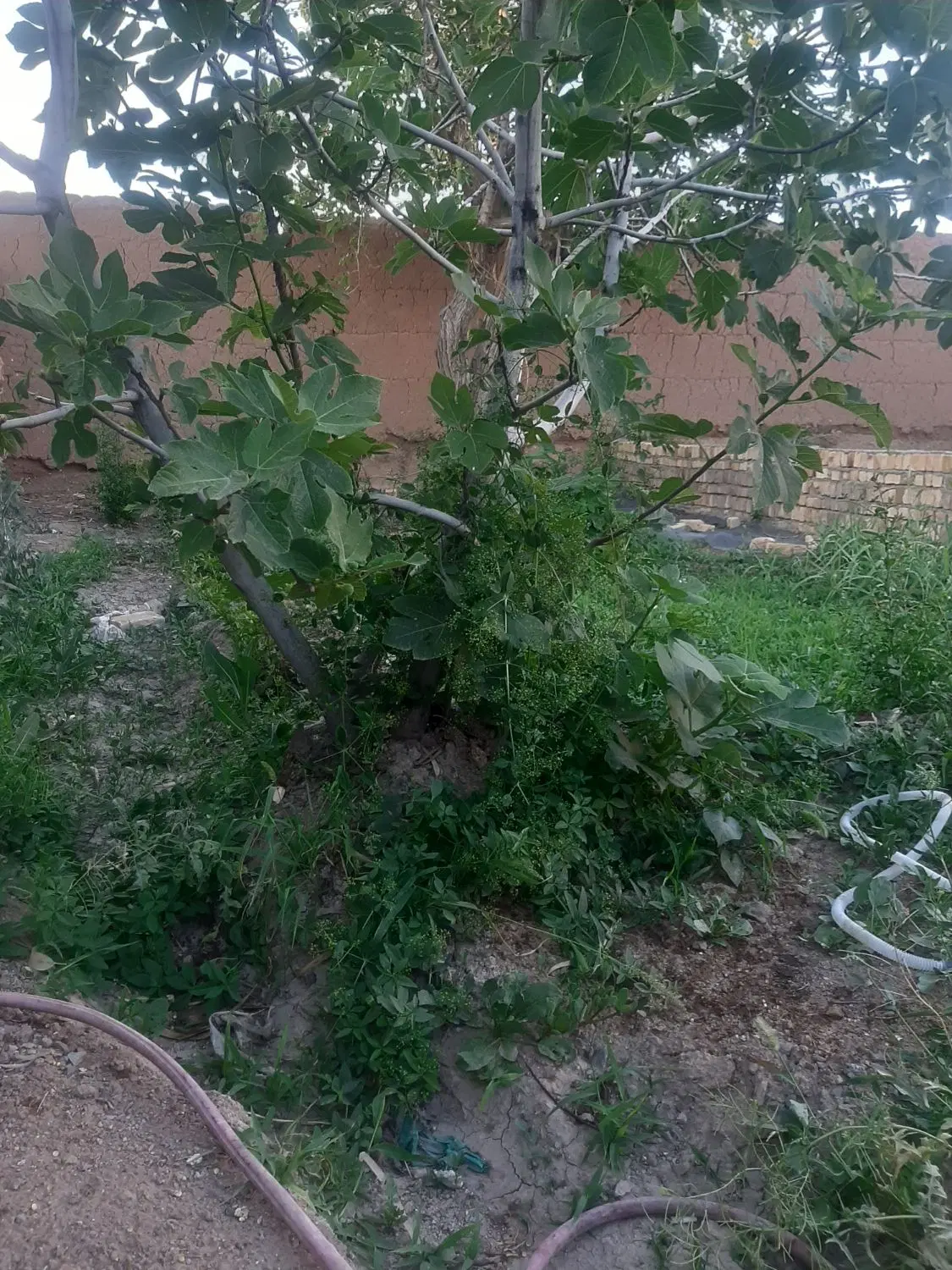 باغ پسته وانارسندار روستای باغ شیخ