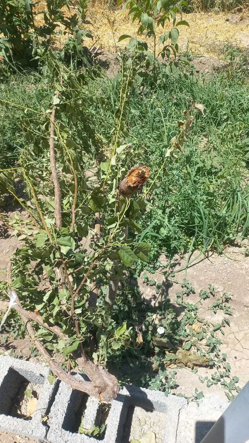 زمین برای  ویلا یا دامداری و غیره