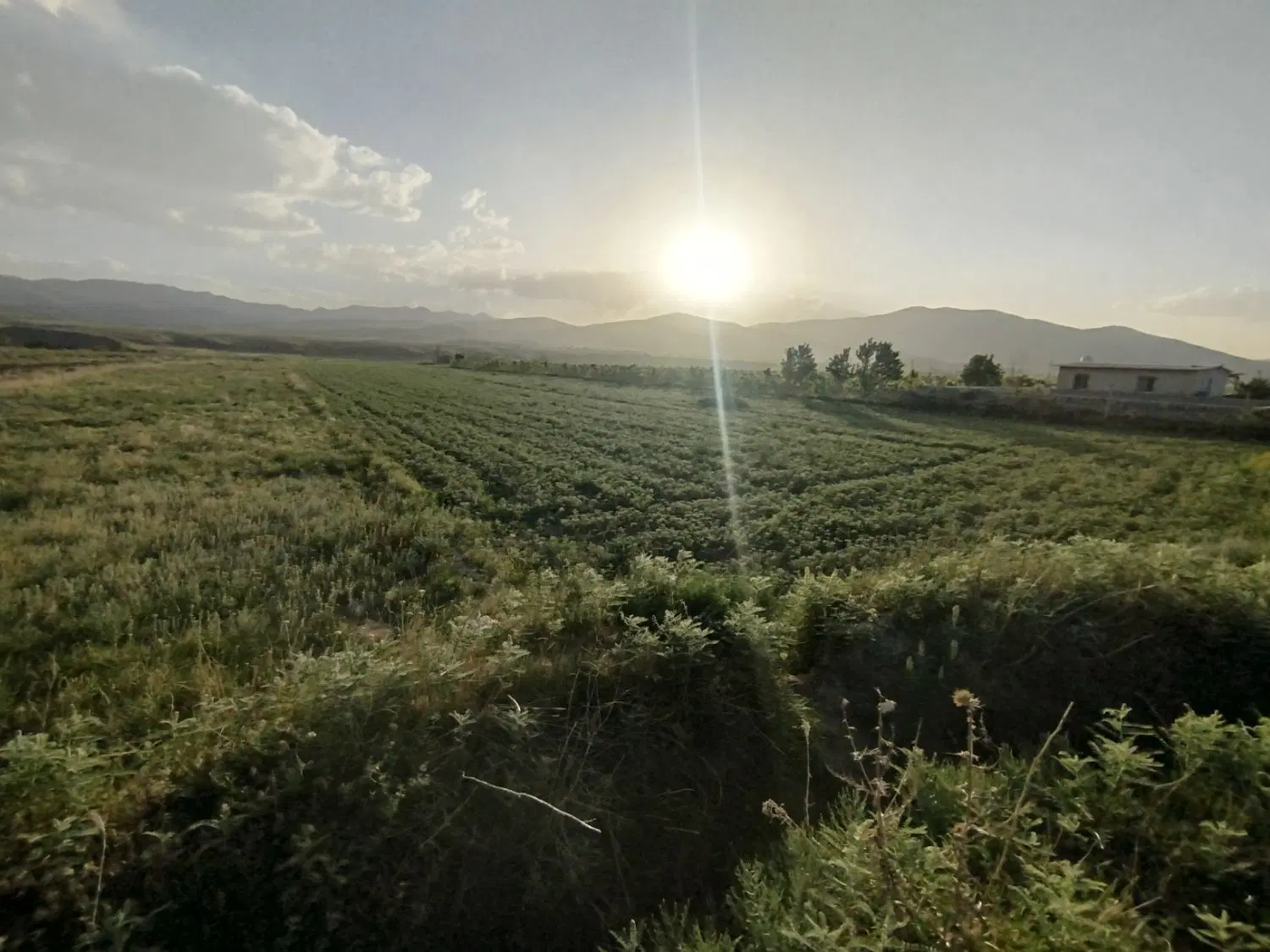 چهار جریب زمین در روستای آشمیزان