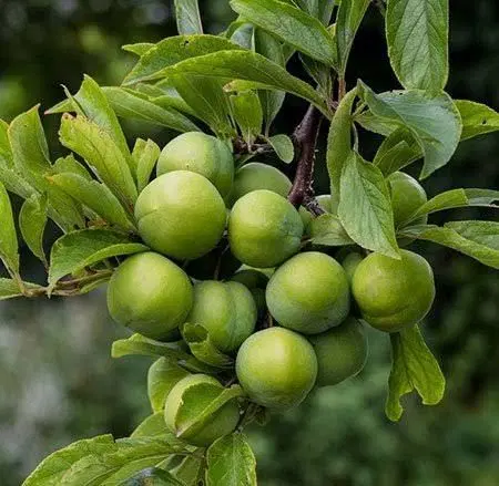 زمین برای احداث باغ