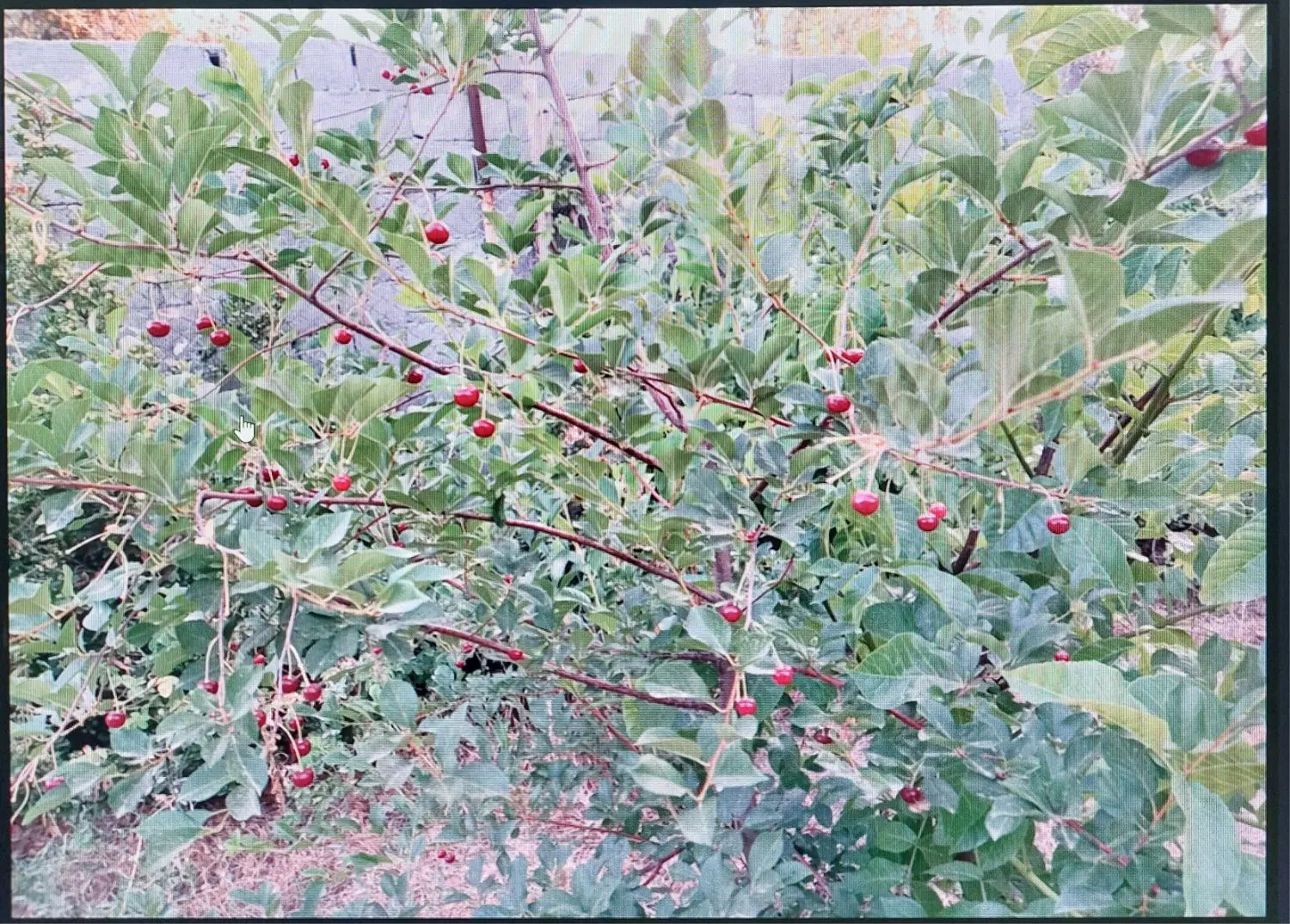 باغ دهکده گلستان