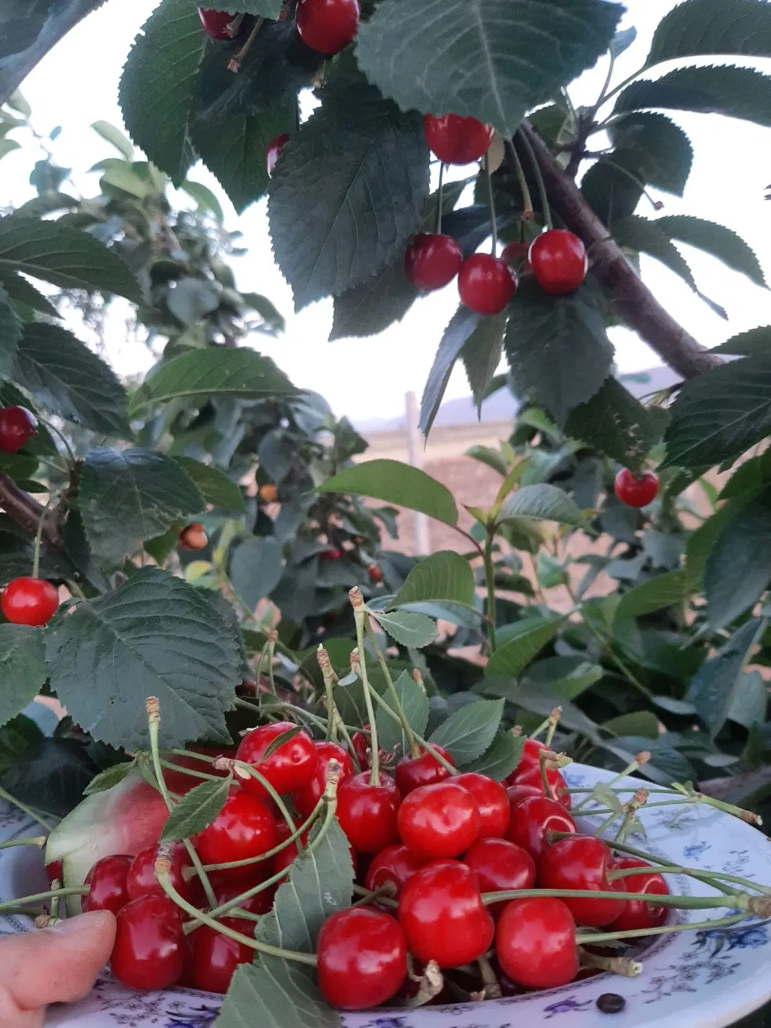باغ ۵ ساله محدوده شهرک صنعتی خمین