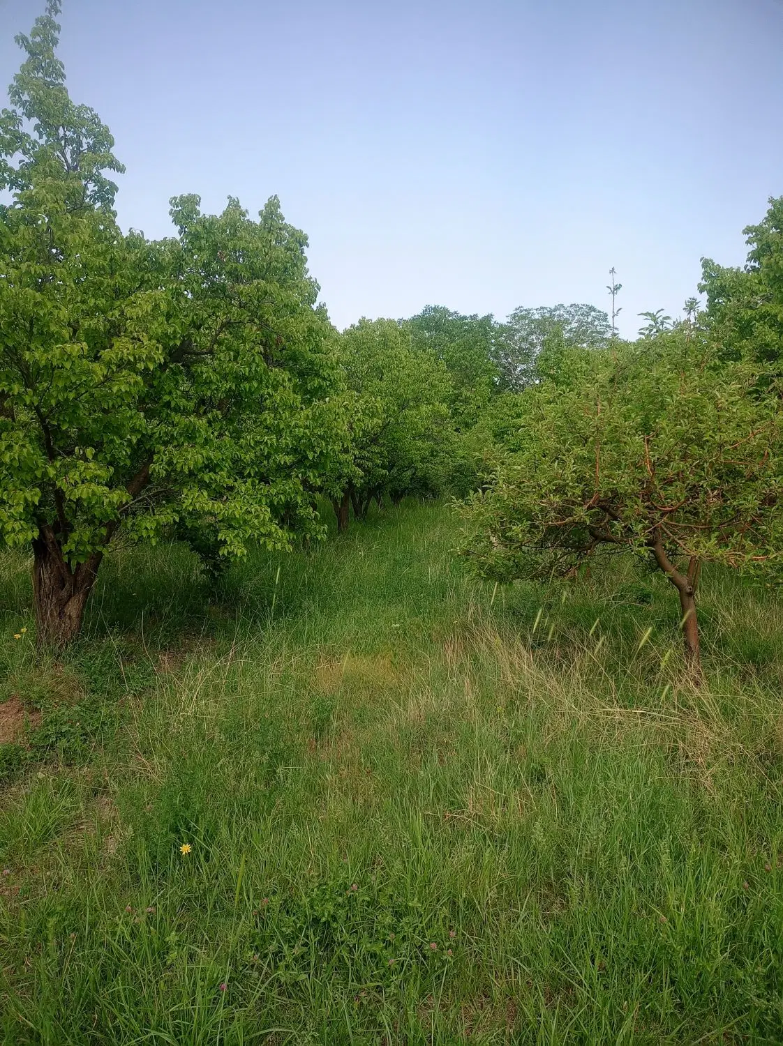 باغ 500و1000 متری داخل بافت روستای خوزنان