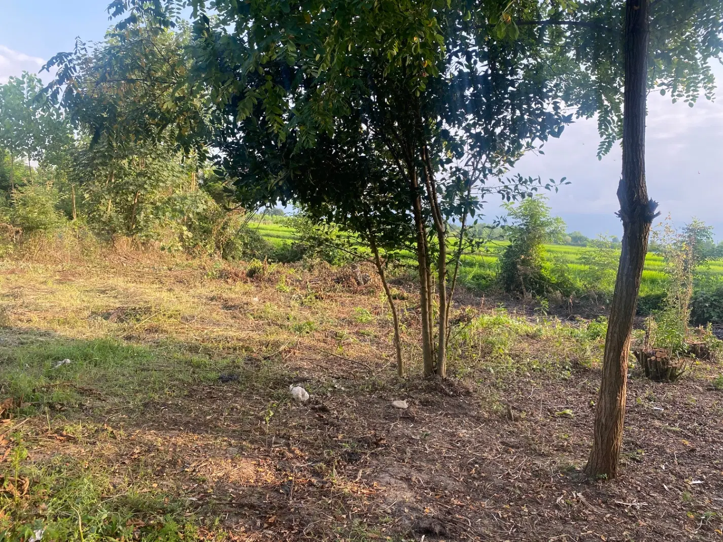 زمین مسکونی