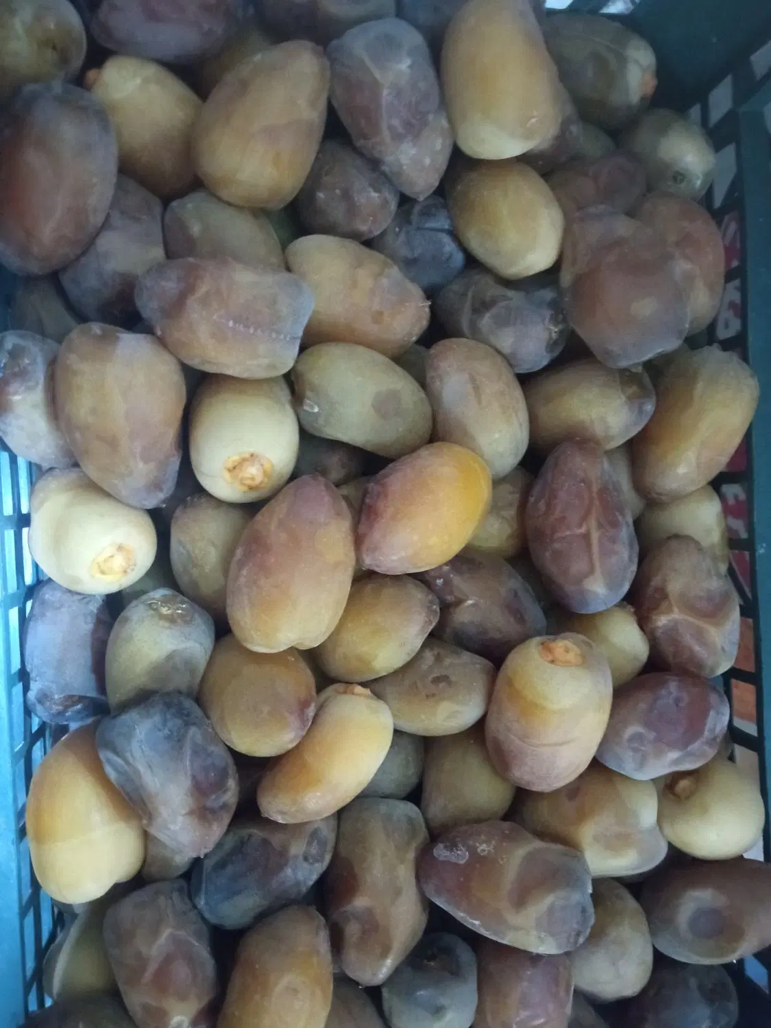 فروش باغ