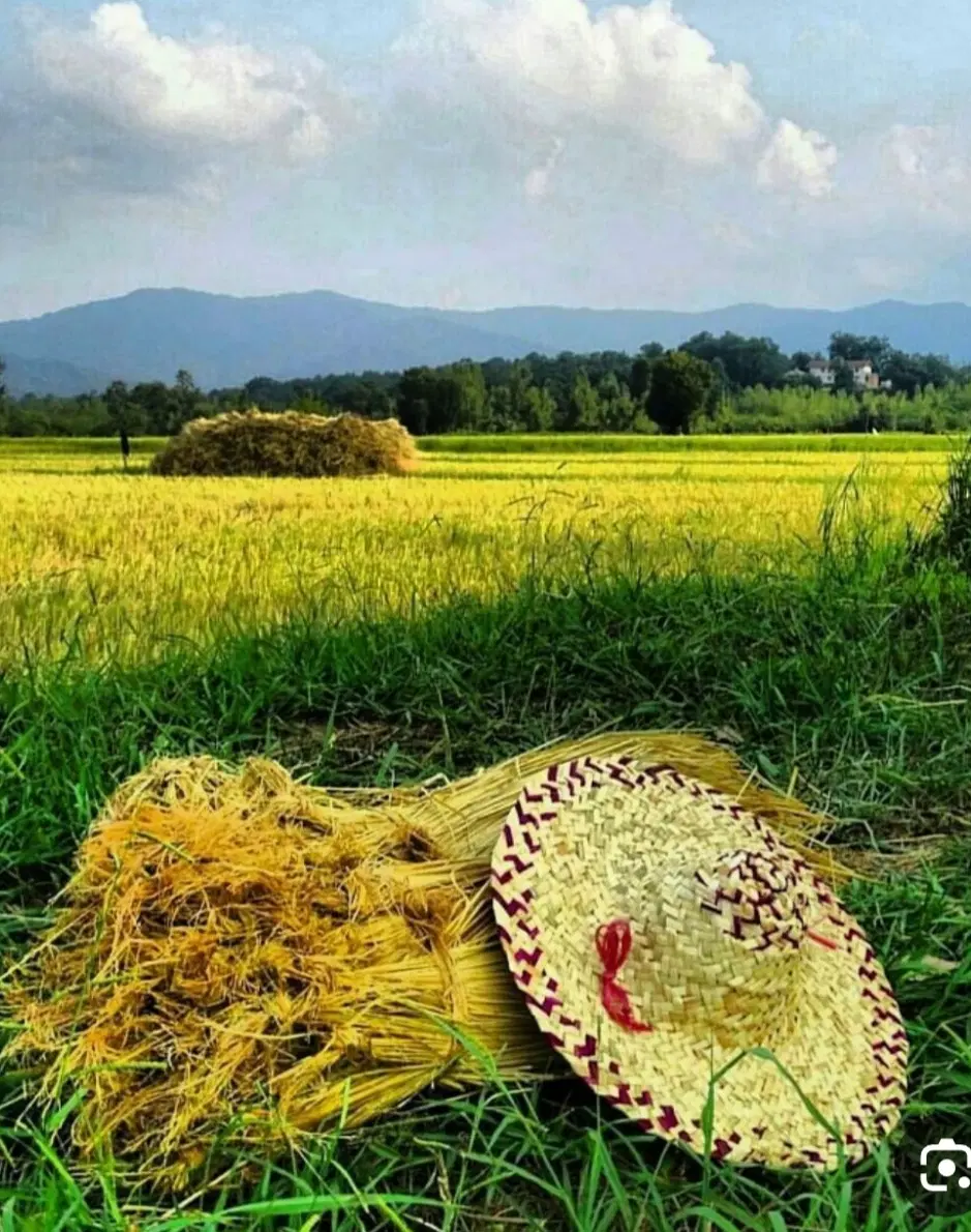 زمین شالیزارفروشی