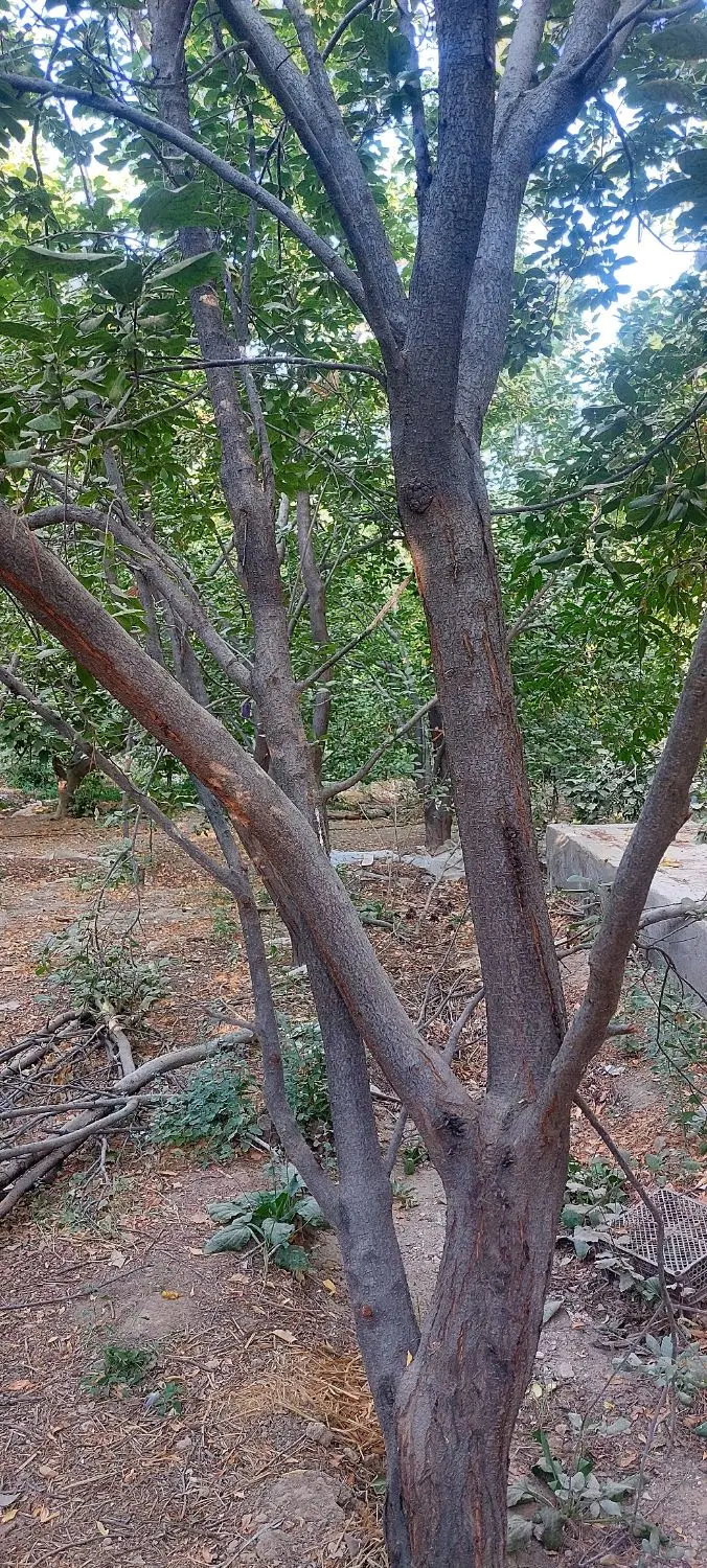 باغ
