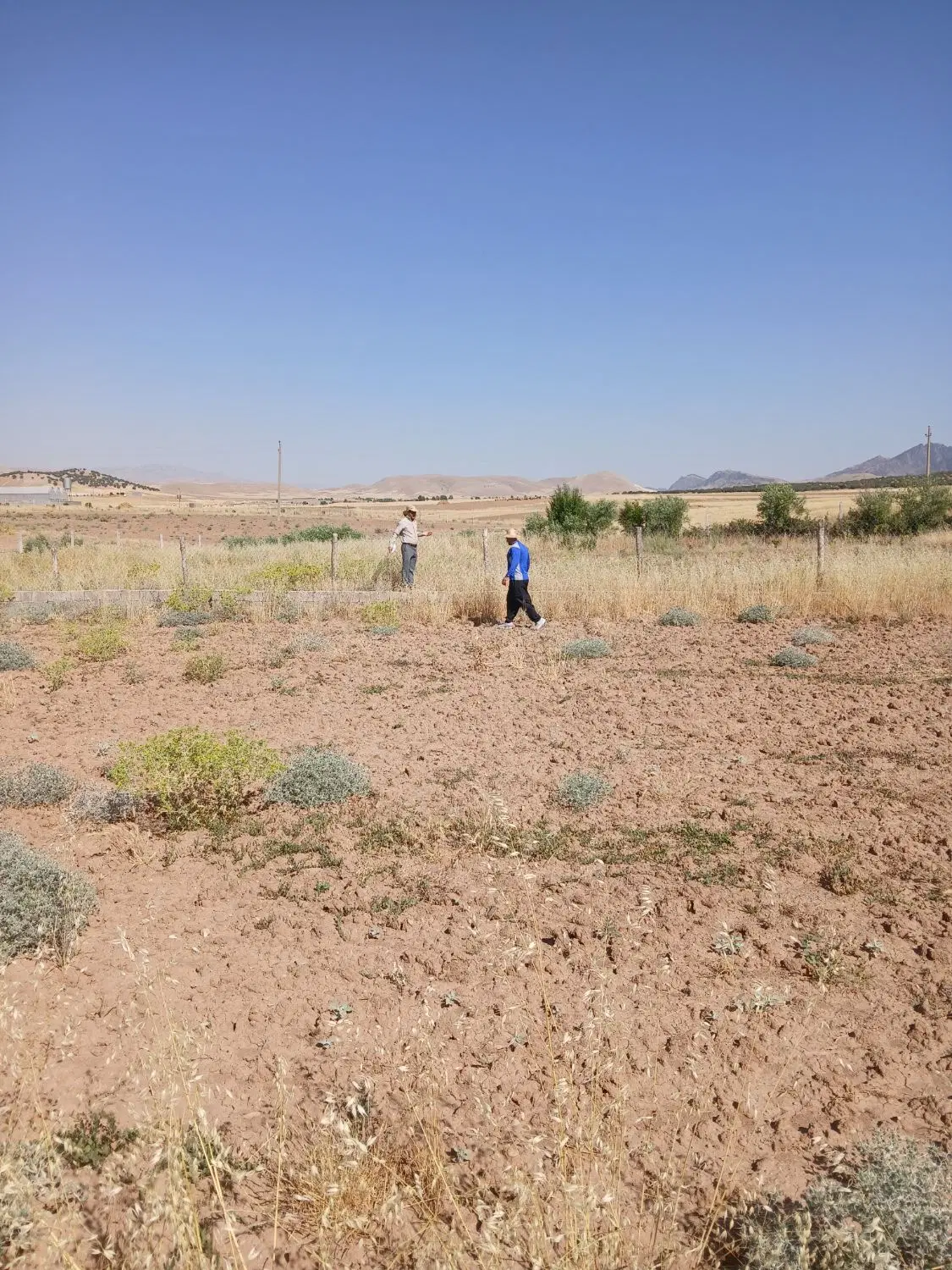 زمین باغی زراعی
