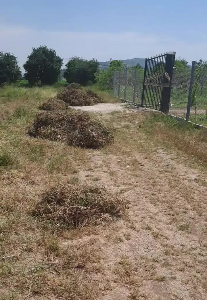 زمین باغی  شموشک پائین