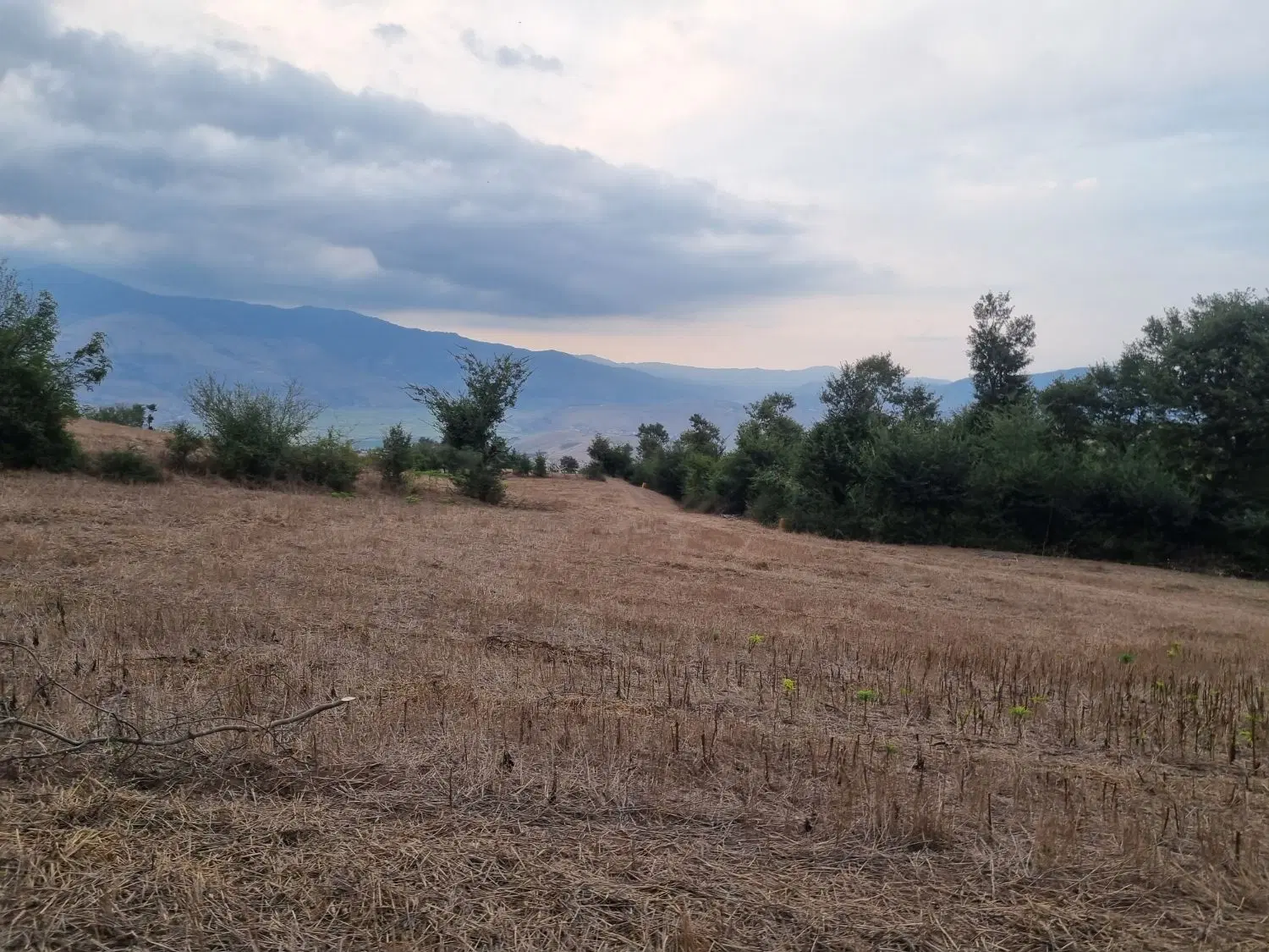 زمین با کاربری زراعی باغی دارای مجوزگلخانه کلایه