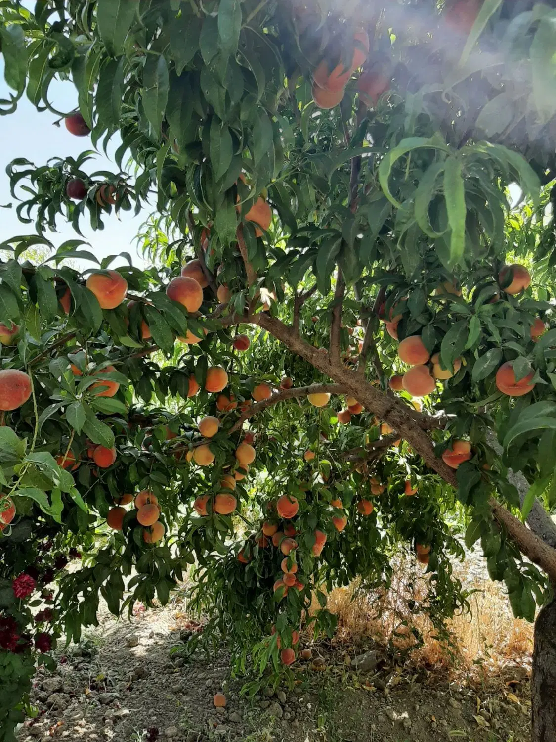 فروش باغ در محدوده شهر خمین