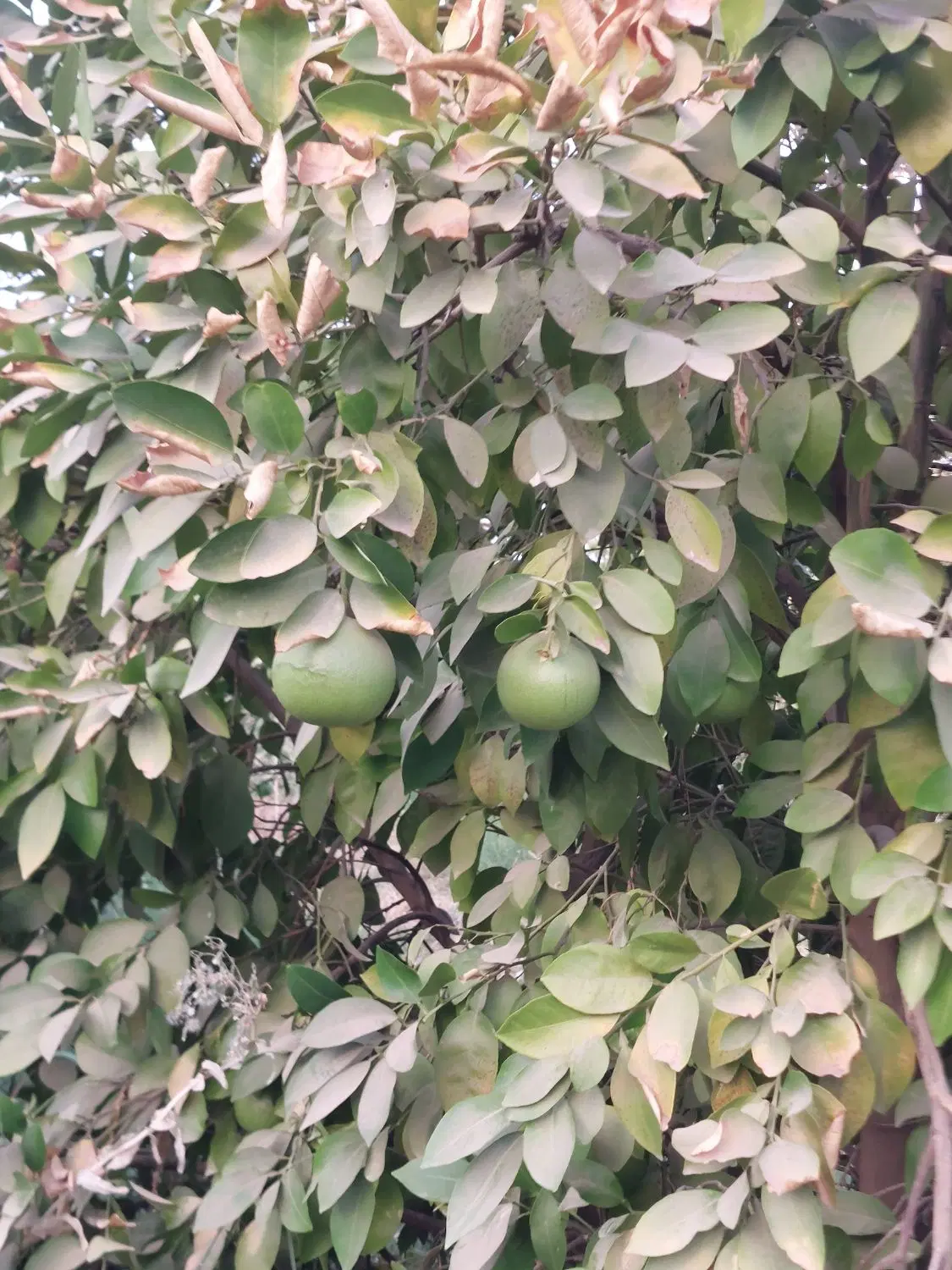 باغ 610متر