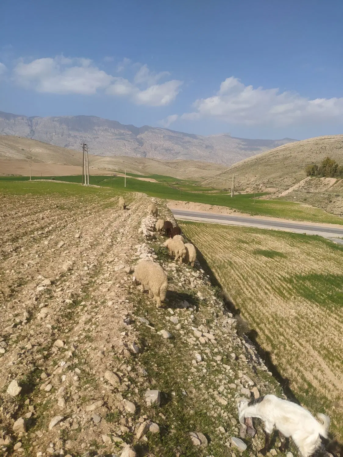 5هکتار زمین کشاورزی ابی اگه کسی داره ب صورت شراکتی