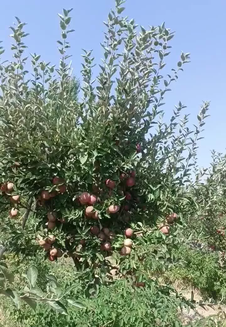 باغ روستای قلعه عسکر لاله زار