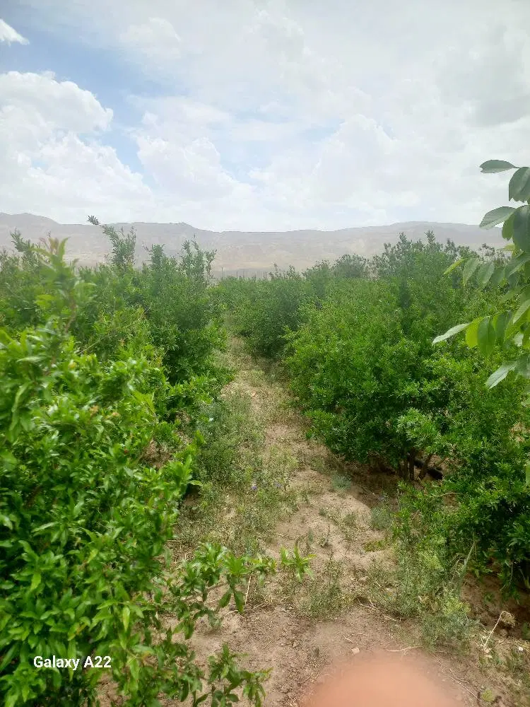 باغ انار وبادام 1500متر